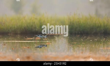 Schwarze Stelze auf dem Reispaddelfeld Stockfoto