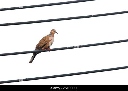 Gefleckter Taubenvogel auf einer Kabellinie Stockfoto