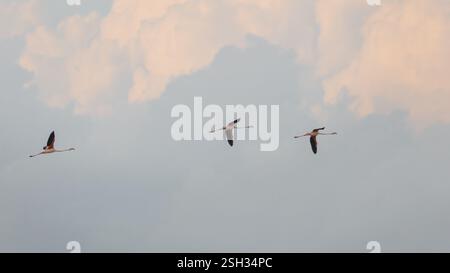 Wunderschöne Flamingos Vögel im Flug Stockfoto