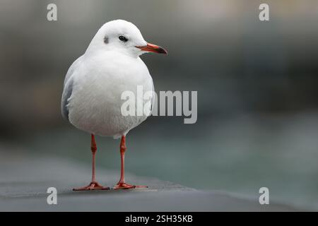 Schwarzkopf-Möwen-Porträt Stockfoto
