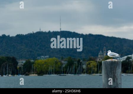 Möwe in einem städtischen See Stockfoto