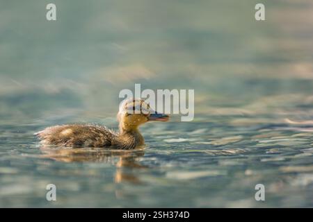 Niedliches Baby-Entlein-Stocktier Stockfoto