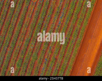 Luftaufnahme der Pineapple Fields und der Dirt Road in Oahu, Hawaii Stockfoto