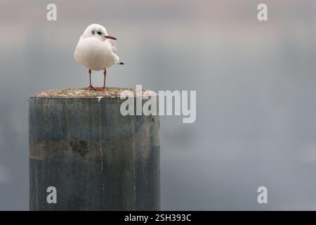 Schwarzkopf-Möwen-Porträt Stockfoto
