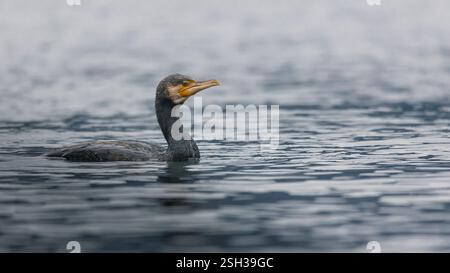Toller Kormoran schwimmt im See Stockfoto