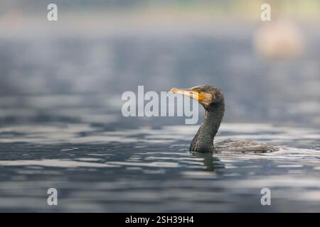 Toller Kormoran schwimmt im See Stockfoto