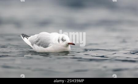 Eine schwarzköpfige Möwe, die auf dem See schwimmt Stockfoto