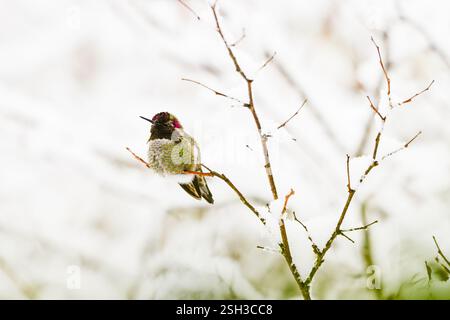 Annas Humingbird Calypte anna im Winter auf dünnem Ast mit rosa Highlight Stockfoto