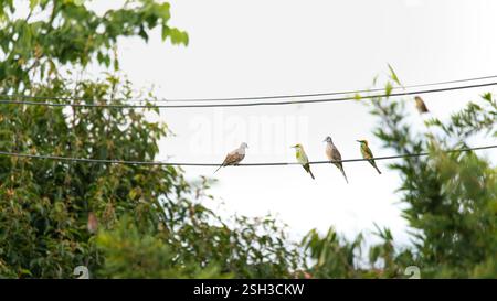Lustige Tauben- und Bienenfresser-Vögel, die auf der Seilbahn sitzen Stockfoto