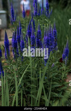Eine Nahaufnahme von einer Blume Stockfoto
