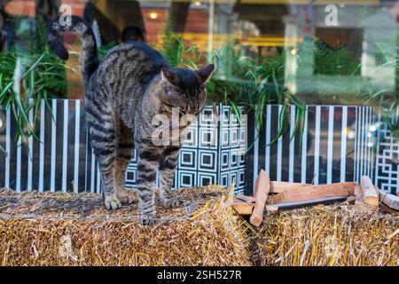 Nahaufnahme einer tabbygrauen und weißen Katze Stockfoto
