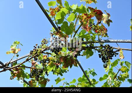 Schwarze Trauben vitis vinifera Regent wächst auf Reben im britischen Garten September Stockfoto
