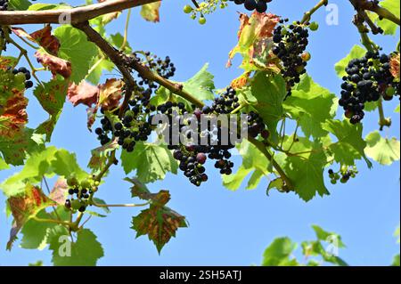 Schwarze Trauben vitis vinifera Regent wächst auf Reben im britischen Garten September Stockfoto