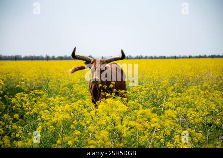 Ein riesiger dunkelbrauner Büffel mit großen gebogenen Hörnern weidet auf einem Feld. Stockfoto