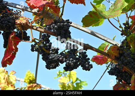 Schwarze Trauben Trauben vitis vinifera Rondo, die auf Reben im britischen Garten angebaut werden September Stockfoto