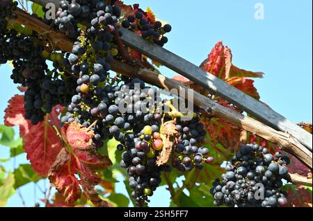 Schwarze Trauben Trauben vitis vinifera Rondo, die auf Reben im britischen Garten angebaut werden September Stockfoto