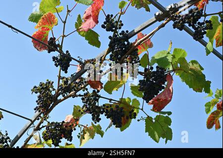 Schwarze Trauben Trauben vitis vinifera Rondo, die auf Reben im britischen Garten angebaut werden September Stockfoto