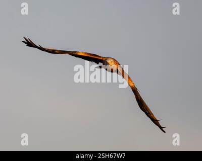 Roter Drachen, Milvus milvus, Einzelvogel im Flug, Spanien, Februar 2025 Stockfoto