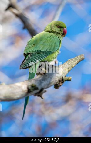 Kramer Papagei, Psittacula krameri, auf einem Ast, Santpedor, Katalonien, Spanien Stockfoto