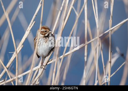 Gemeine Schilfffahne, Emberiza schoeniclus, auf trockenem Gras, Santpedor, Katalonien, Spanien Stockfoto