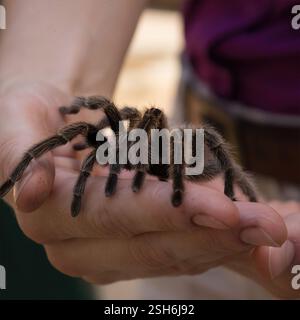 Tarantel Hand halten: Nahaufnahme einer großen, behaarten Tarantel, die bequem in einer menschlichen Hand liegt und komplizierte Details zeigt. Stockfoto