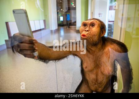 WASHINGTON DC – „Lucy Selfie“ von Elisabeth Daynes präsentiert eine anatomische Rekonstruktion des berühmten Fossils Australopithecus afarensis mit Smartphone. Hergestellt aus Silikon, natürlichem Haar, Yakhaar, Glasaugen und Harz, diese künstlerische Interpretation verbindet Paläoanthropologie mit zeitgenössischem gesellschaftlichem Kommentar. Die Skulptur wird im Smithsonian National Museum of Natural History ausgestellt. Stockfoto