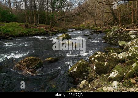 Der Ogwen River entspringt im Lake Ogwen in Snowdonia, ist aber hier in seinem unteren Flusslauf nahe der Halfway Bridge in der Nähe von Tregarth Village zu sehen. Stockfoto