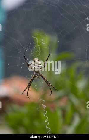 Nahaufnahme einer gestreiften Tigerspinne auf dem Netz auf einer Wiese vor dem Hintergrund grüner Pflanzen in einem kleinen Dorf im Norden Portugals Madeira Stockfoto
