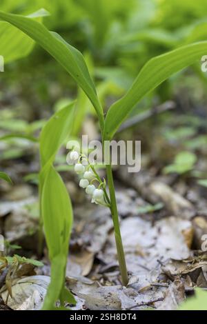 Lily of the Valley (Convallaria majalis) im Wald bei Moritzburg, Sachsen, Deutschland, Europa Stockfoto