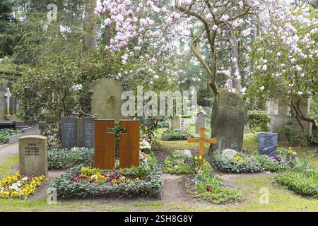 Magnolienbaum (Magnilia) in Blüte auf dem Dresdner Waldfriedhof, Sachsen, Deutschland, Europa Stockfoto
