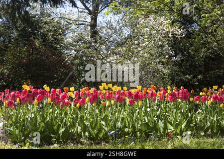 Viele rote und gelbe Tulpen (Tulpia) blühen Stockfoto