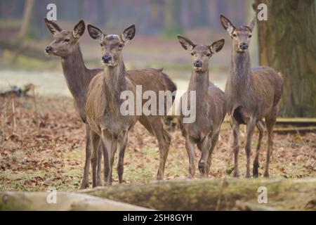 Rotwild (Cervus elaphus), vier Herbstvögel im Laubwald, aufmerksam in einer Linie stehend, Deutschland, Europa Stockfoto