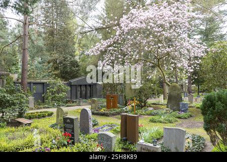 Magnolienbaum (Magnilia) in Blüte auf dem Dresdner Waldfriedhof, Sachsen, Deutschland, Europa Stockfoto