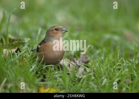 Eurasischer Buchhalm (Fringilla coelebs) ausgewachsener männlicher Vogel auf einem Gartenrasen, England, Vereinigtes Königreich, Europa Stockfoto