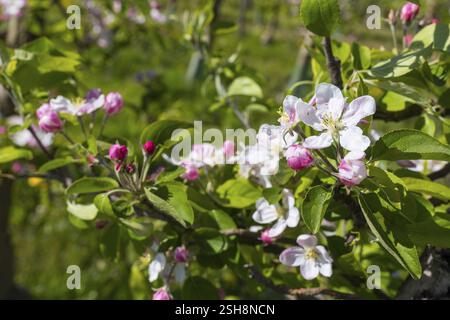 Blüte eines Apfelbaums (Malus) in weiß und rosa, Sachsen, Deutschland, Europa Stockfoto