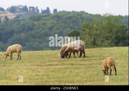 Hausschafe (Ovis aries) stehen auf einer Wiese mit einem westlichen Rinderreiher (Bubulcus ibis) auf der Rückseite, Pienza, Toskana, Italien, Europa Stockfoto
