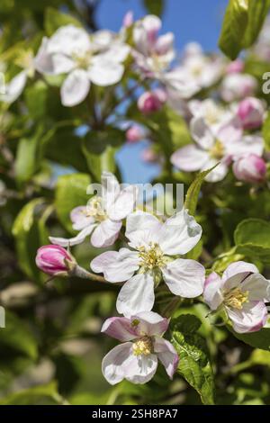 Blüte eines Apfelbaums (Malus) in weiß und rosa, Sachsen, Deutschland, Europa Stockfoto