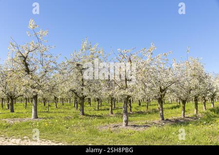 Blühender Kirschgarten bei Borthen, Dohna, Sachsen, Deutschland, Europa Stockfoto