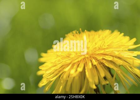 Nahaufnahme der Blume eines Löwenzahn (taraxacum) Stockfoto