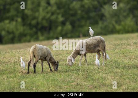 Hausschafe (Ovis aries) stehen auf einer Wiese mit einem westlichen Rinderreiher (Bubulcus ibis) auf der Rückseite, Pienza, Toskana, Italien, Europa Stockfoto