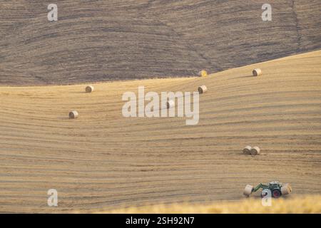 Der Traktor vertreibt im Sommer in der Toskana, Italien, Europa, Strohballen von einem Erntefeld in einer typischen toskanischen Landschaft auf Kreta Senesi Stockfoto