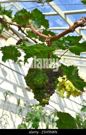 Reifung roter Traubenfrüchte auf Vitis Lady Downe's Setzling UK Gewächshaus September Stockfoto