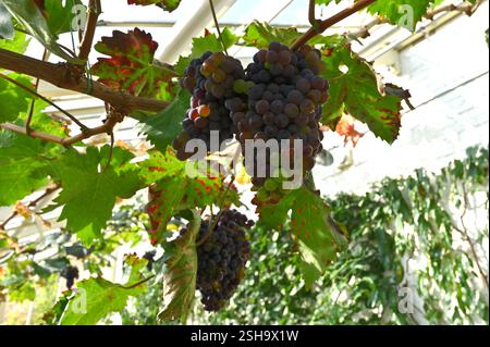 Schwarze Traubenfrüchte Vitis vinifera Alnwick Sämling auf Weinrebe UK Gewächshaus September Stockfoto