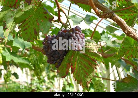 Schwarze Traubenfrüchte Vitis vinifera Alnwick Sämling auf Weinrebe UK Gewächshaus September Stockfoto