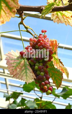 Rote Traubenfrüchte Vitis vinifera 'Chasselas Rose Royal' auf Weinrebe britisches Gewächshaus September Stockfoto