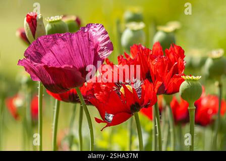 Nahaufnahme von Opium-Mohn-Blüten (Papaver somniferum) im Botanischen Garten der Cambridge University, England Stockfoto