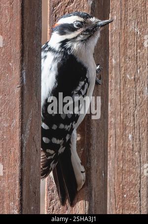 Ein Laubenspecht kommt auf das Deck Stockfoto