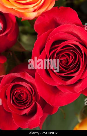 Blumenstrauß aus roten und orangen Rosen, Nahaufnahme. Stockfoto