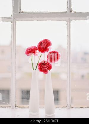 Vier leuchtend rosa Ranunkelblüten stehen in weißen Vasen neben einem hellen Fenster und sorgen für eine friedliche Atmosphäre. Stockfoto