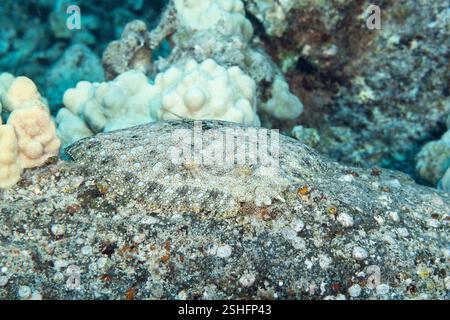 Blumenflunder, Pfauenflunder, Bothus Mancus, getarnt auf Felsen, Honokohau, North Kona, Hawaii Island ( die große Insel ), USA, Pazifik Stockfoto